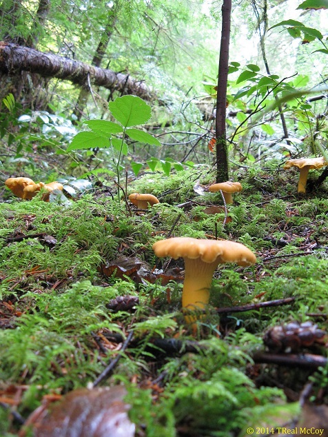 Chanterelles